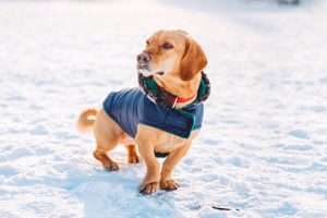 Είναι σωστό να βάλετε πουλόβερ στο σκύλο σας το χειμώνα ή όχι;